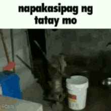 kayatan gif